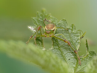Grüne Krabbenspinne, Grünbraune Krabbenspinne, Diaea dorsata