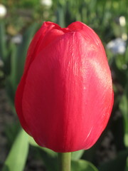 Zbliżenie na czerwone kwiaty tulipana © Kumulugma