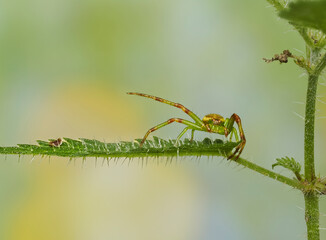 Grüne Krabbenspinne, Grünbraune Krabbenspinne, Diaea dorsata