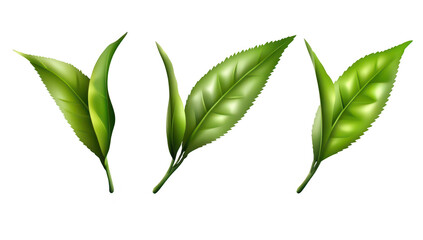 Obraz premium A display of three fresh green tea leaves arranged artistically. their natural sheen and texture. ideal for use in wellness or culinary contexts
