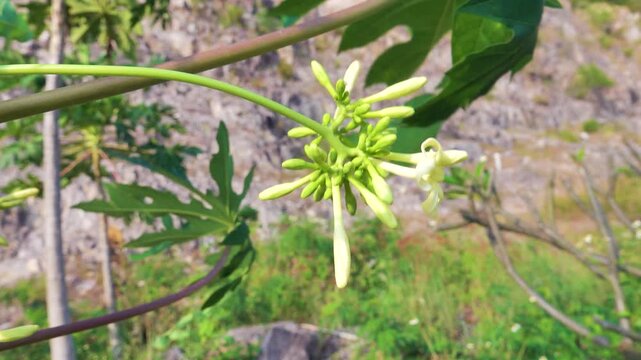 papaw (Carica papaya) blooms. Vietnam introduced tree, latex juice with the alkaloid carpain, An edible plant, it are eaten raw