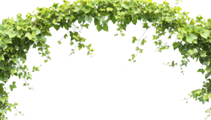 Lush green ivy leaves gracefully arching over a blank white background. creating a natural frame perfect for invitations. greetings. or decorative purposes in design projects