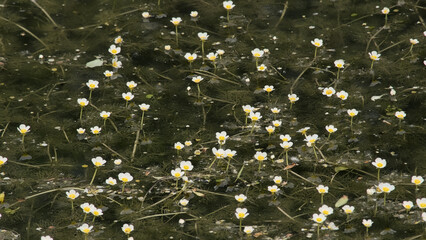 Tiny white flowers of common water crowfoot in a dark pool - Ranunculus aquatilis 