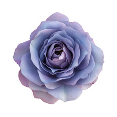 A close-up view of a beautifully arranged lavender rose on a soft pink background. its delicate petals and intricate details. ideal for floral design inspiration or romantic themes
