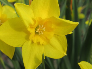 Zbliżenie na wiosenny kwiat żonkila © Kumulugma