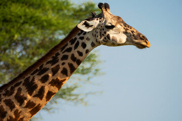 Graceful giraffe in its natural habitat. Close-up of the side profile of a giraffe with its characteristic spotted coat, standing against a backdrop of blue sky and lush green foliage.