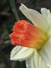 Zbliżenie na wiosenny kwiat żonkila © Kumulugma