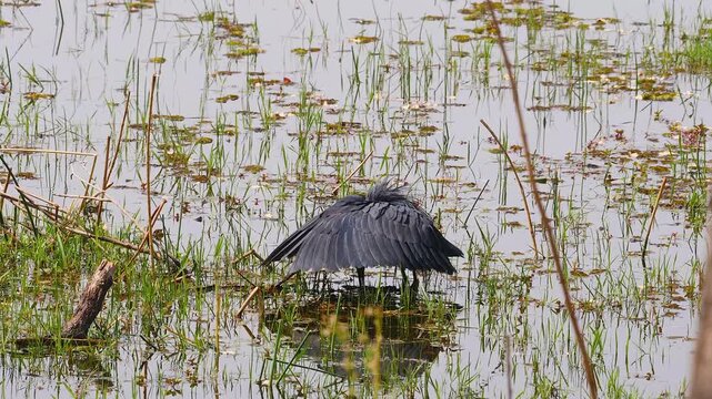 black heron, umbrella bird, egretta ardesiaca, in shallow water canopy feeding 141