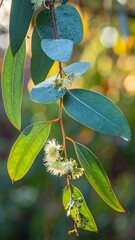 Eucalyptus branch in sunlight