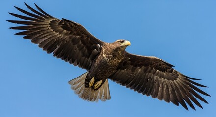 Obraz premium Eagle soaring against a clear blue sky