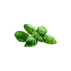 Fototapeta premium Fresh basil leaves with green herbal foliage, aromatic spice plant, natural culinary ingredient and healthy organic seasoning isolated on white background