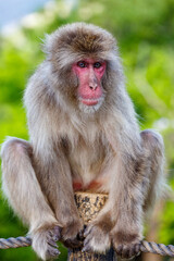 Macaque resting on a post in Japan
