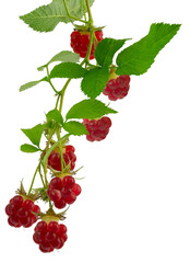 raspberry branches with berries and leaves. fresh raspberries .Healthy and wholesome food concept. Isolated on transparent, png