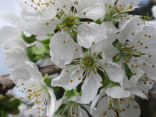 Zbliżenie na białe kwiaty czereśni © Kumulugma