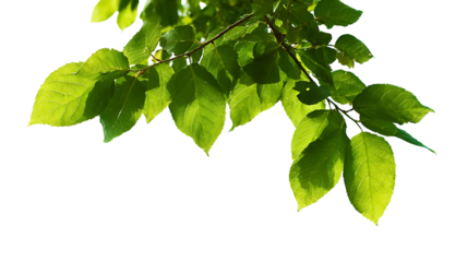 Green tree leaves and branches isolated on white background. 

