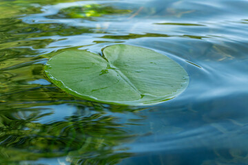 Single green water lily leaf floating on clear lake water