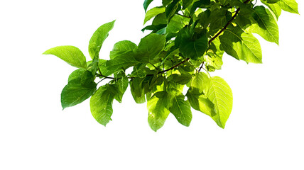 Green tree leaves and branches isolated on white background. 
