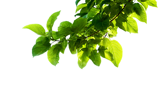 Green tree leaves and branches isolated on white background. 

