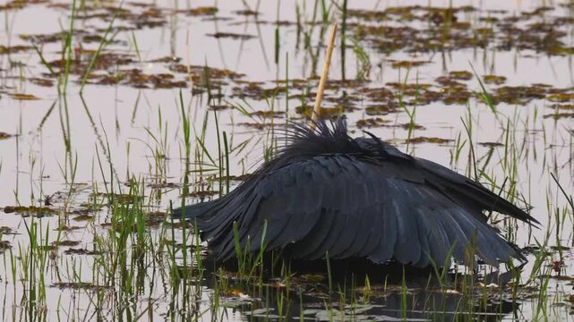 black heron, umbrella bird, egretta ardesiaca, in shallow water forms wings like an umbrella 261
