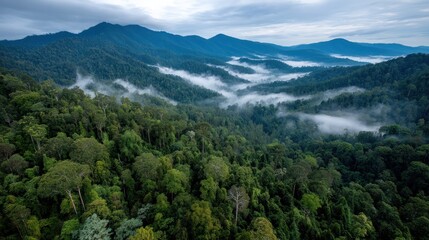 Fototapeta premium Misty mountain range and dense rainforest canopy, a breathtaking vista from above.
