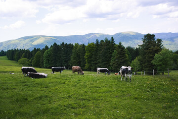Rinder grasen in den Bergen auf einer grünen Wiese. Im Gebirge.
