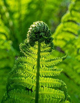 A vibrant green fern unfurls, its tightly wound fiddlehead atop a delicate, unfurling frond