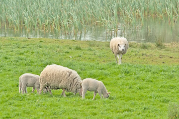 Sheep with lambs grazing in a meadow along a pool with reed in Ghent, Flanders, Belgium 