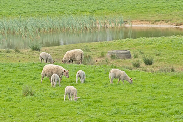 Obraz premium Sheep with lambs grazing in a meadow along a pool with reed in Ghetn, Flanders, Belgium 