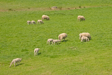 High angle view on sheep with lambs grazing in a green meadow in Ghent, Flanders, Belgium  - ovis aries