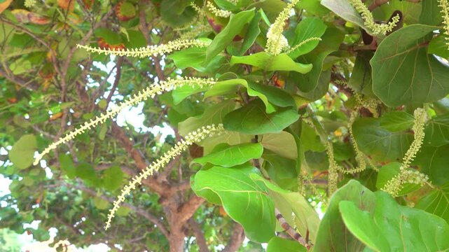 Sea grape (Coccoloba uvifera), planted along the coasts to stabilize beachesi. Fruits are consumed fresh and used to make jelly.. Vietnam