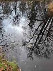 trees in the fog, autumn in the park, reflection of trees in the water, teahouse in the park, autumn foliage, leaves in autumn, trees in autumn, autumn evening in the park