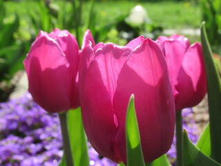 Zbliżenie na kwiat różowego tulipana © Kumulugma