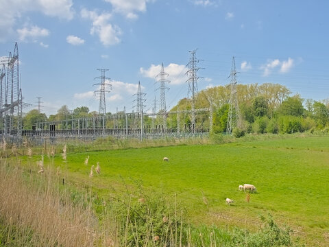 Landscape with green meadow and spring trees and grazing sheep and forest of electricty pylons in Langerbrugge-Zuid park in the harbour of Ghent, Flanders, Belgium 