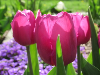 Zbliżenie na kwiat różowego tulipana © Kumulugma