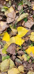 Colorful fallen leaves create a beautiful natural carpet in an autumn forest landscape