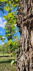 Close view of textured tree bark with green leaves in a sunny park setting on a clear day