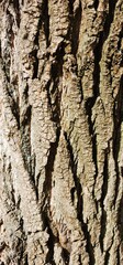 Detailed texture of rough tree bark revealing natural patterns and colors in sunlight