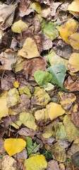 Fallen leaves in various colors cover the ground during autumn in a peaceful outdoor setting