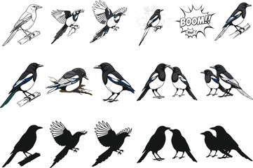 Magpie vector illustration set, colored and silhouette birds, flying and perched poses, nature sketch, wildlife drawing, artistic composition, comic accent