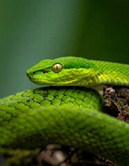 Obraz premium A vibrant green snake, coiled on a dark background, its scales detailed