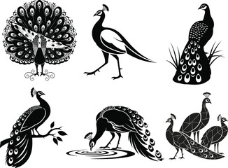 Peacock silhouette vector set, fanned tail, walking, perched, drinking poses, wildlife bird illustration, nature clipart for art, decor, education, design