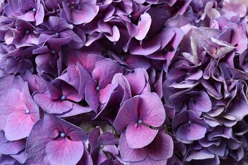 Nature flower background. Beautiful purple hydrangea