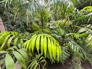 Fototapeta premium Various green plants in the tropical foresе