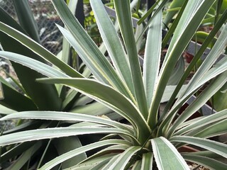 Close up of green exotic plant in the forest © Sunlight
