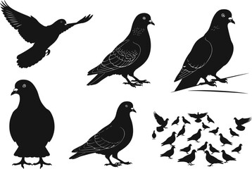 Pigeon silhouette vector set, flying, perched, standing poses, detailed bird illustrations, wildlife clipart for nature, design, education, and artistic use