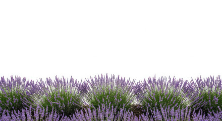 A field of vibrant purple lavender flowers with green foliage against a white background