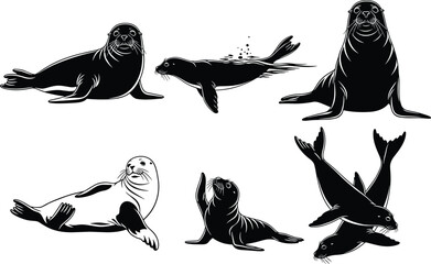 Seal vector silhouettes and line art in resting, swimming, playful, and social poses — perfect for marine wildlife design, education, logos, zoo themes, and conservation projects.