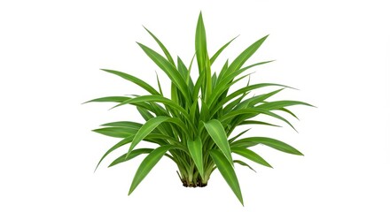 Fototapeta premium Lush Green Plant on White Background - Vibrant green foliage, natural growth, springtime freshness, plant life, isolated on white. Symbolizes nature, growth, purity, life, and renewal