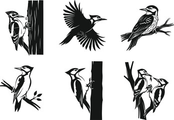 Woodpecker vector illustration, bird perched on tree, flying woodpecker pose, wildlife drawing, black and white sketch, nature animal artwork
