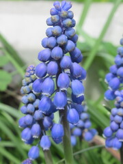 Zbliżenie na kwiaty rośliny Muscari  © Kumulugma